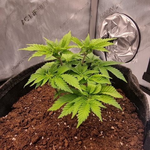 Special Queen 1 #3 growlog timeline photo