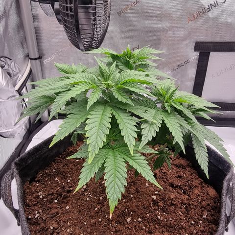 Special Queen 1 #1 growlog timeline photo