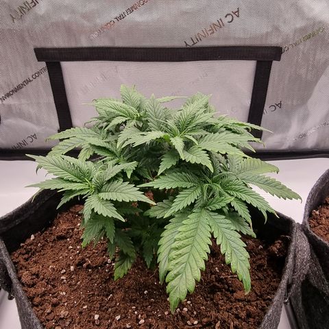 Special Queen 1 #2 growlog timeline photo