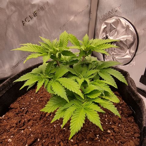 Special Queen 1 #3 growlog timeline photo