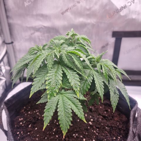 Special Queen 1 #1 growlog timeline photo