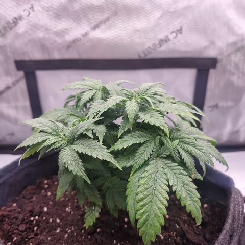 Special Queen 1 #2 growlog timeline photo
