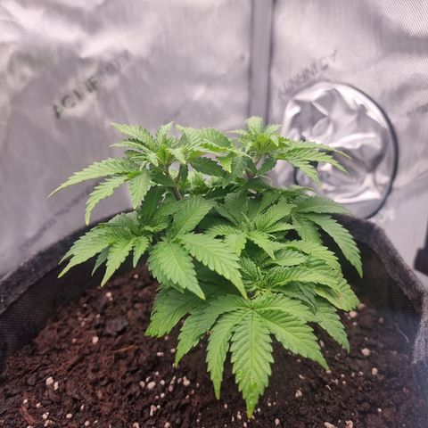 Special Queen 1 #3 growlog timeline photo