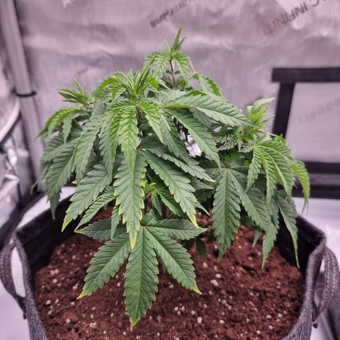 Special Queen 1 #1 growlog timeline photo