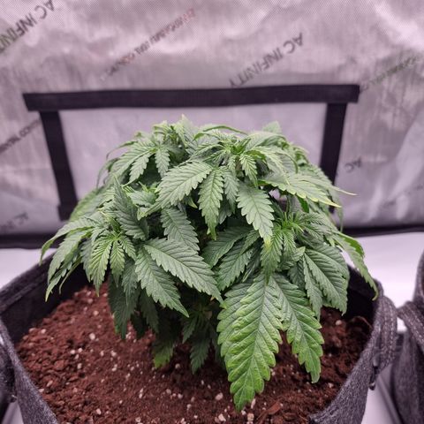 Special Queen 1 #2 growlog timeline photo
