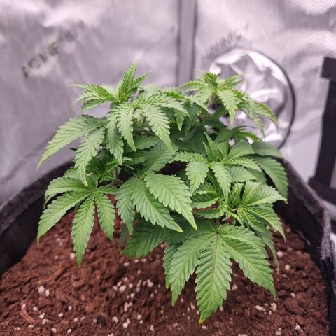 Special Queen 1 #3 growlog timeline photo