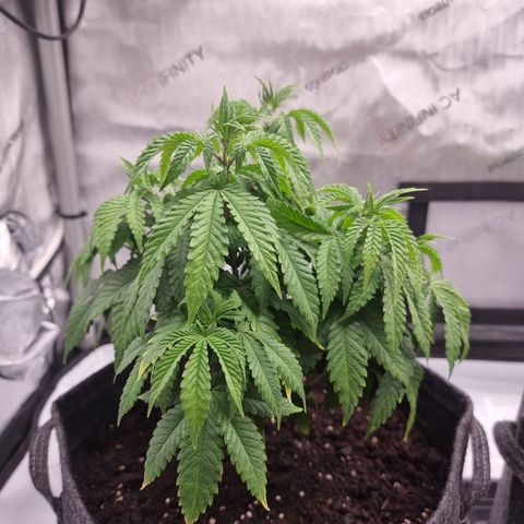 Special Queen 1 #1 growlog timeline photo