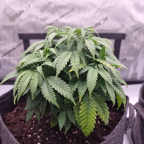 Special Queen 1 #2 growlog timeline photo
