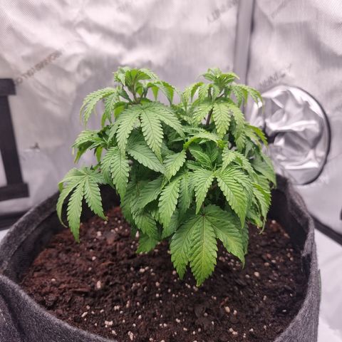 Special Queen 1 #3 growlog timeline photo