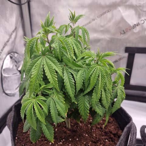 Special Queen 1 #1 growlog timeline photo