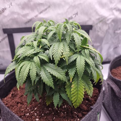 Special Queen 1 #2 growlog timeline photo