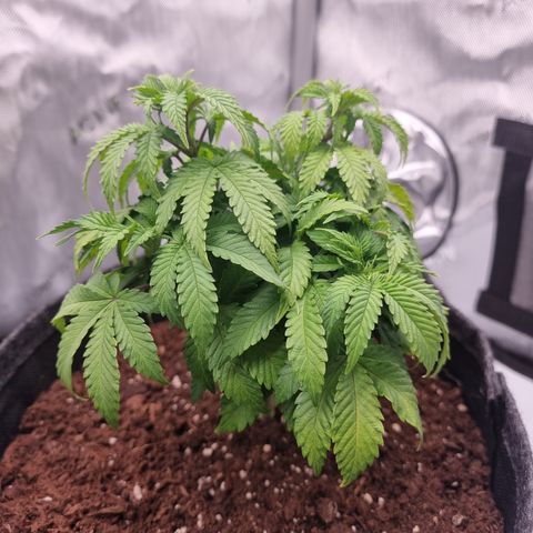 Special Queen 1 #3 growlog timeline photo