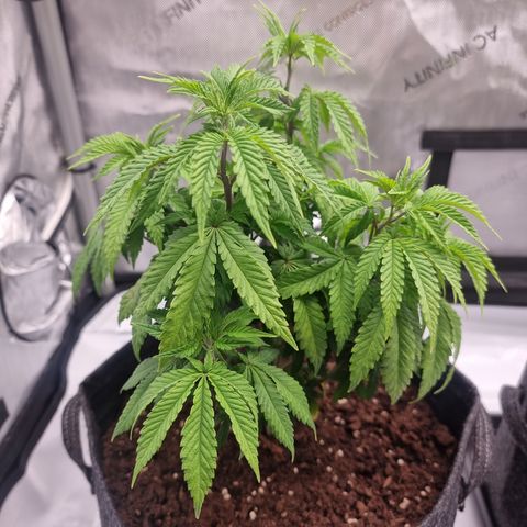 Special Queen 1 #1 growlog timeline photo