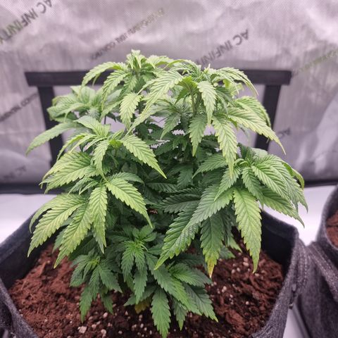Special Queen 1 #2 growlog timeline photo