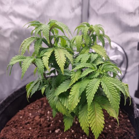 Special Queen 1 #3 growlog timeline photo