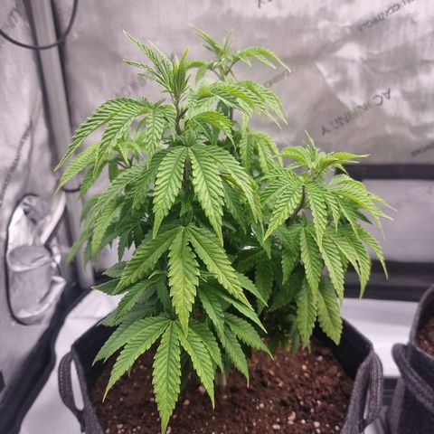 Special Queen 1 #1 growlog timeline photo