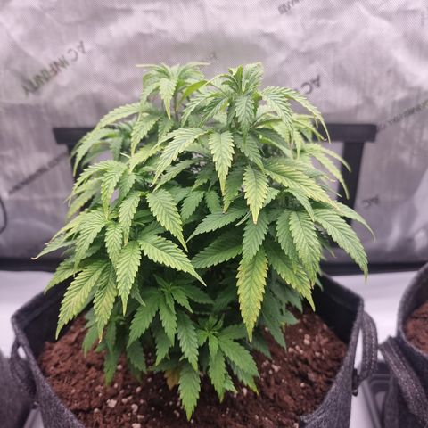 Special Queen 1 #2 growlog timeline photo