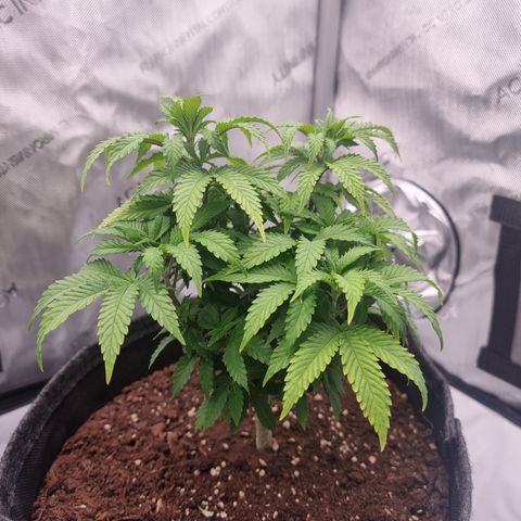 Special Queen 1 #3 growlog timeline photo