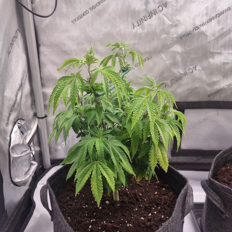 Special Queen 1 #1 growlog timeline photo
