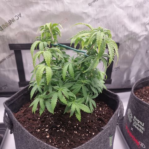 Special Queen 1 #2 growlog timeline photo