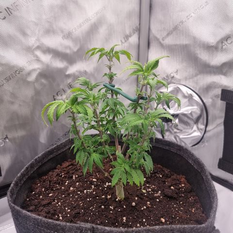 Special Queen 1 #3 growlog timeline photo