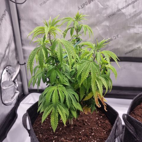 Special Queen 1 #1 growlog timeline photo