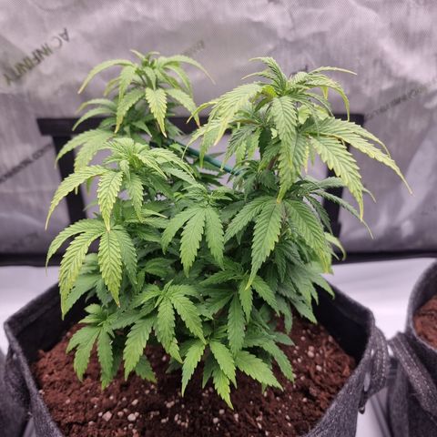 Special Queen 1 #2 growlog timeline photo