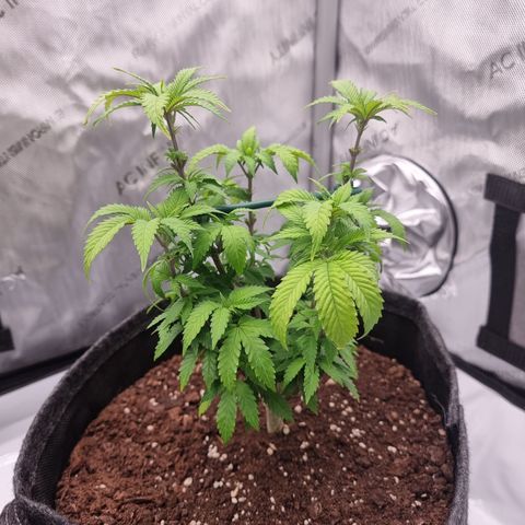 Special Queen 1 #3 growlog timeline photo