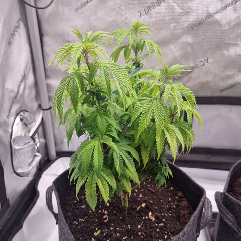 Special Queen 1 #1 growlog timeline photo