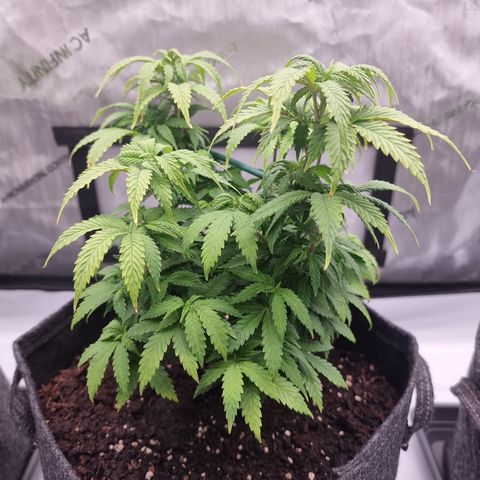 Special Queen 1 #2 growlog timeline photo
