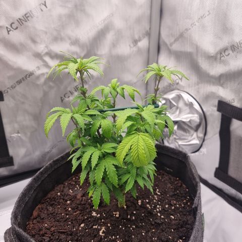 Special Queen 1 #3 growlog timeline photo