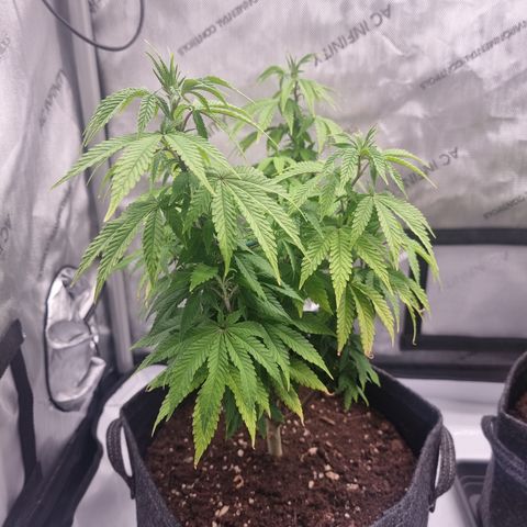 Special Queen 1 #1 growlog timeline photo
