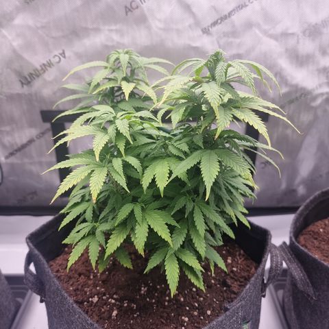 Special Queen 1 #2 growlog timeline photo