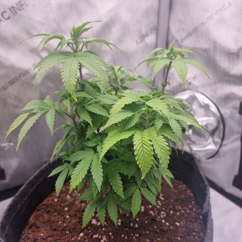 Special Queen 1 #3 growlog timeline photo