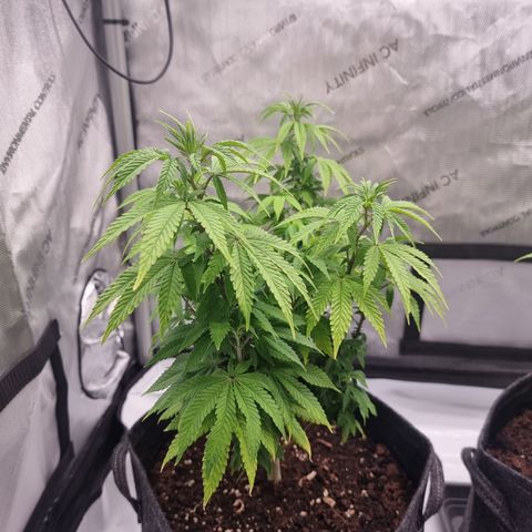 Special Queen 1 #1 growlog timeline photo