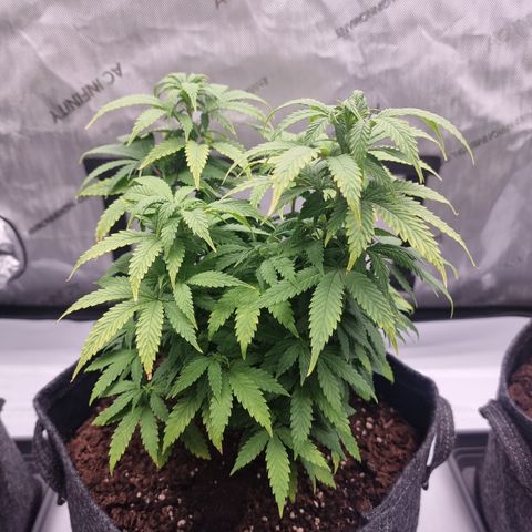 Special Queen 1 #2 growlog timeline photo
