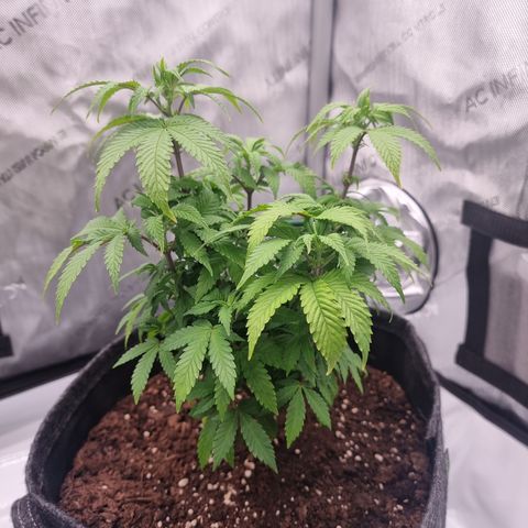 Special Queen 1 #3 growlog timeline photo