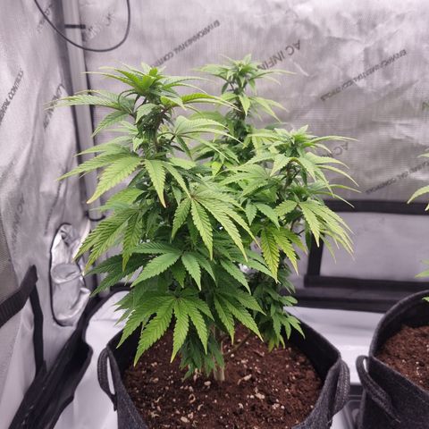 Special Queen 1 #1 growlog timeline photo