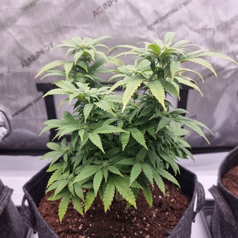 Special Queen 1 #2 growlog timeline photo