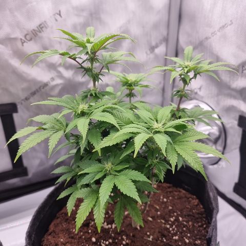 Special Queen 1 #3 growlog timeline photo