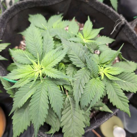 Shogun  #3 growlog timeline photo