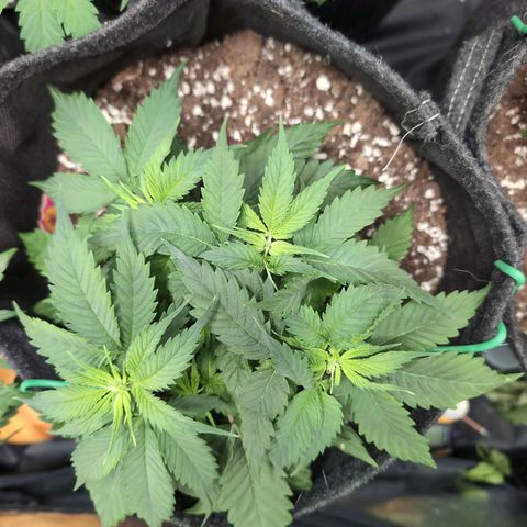 Shogun  #3 growlog timeline photo