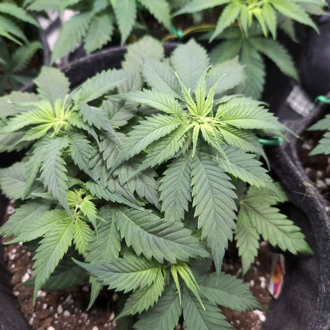 Shogun  #3 growlog timeline photo