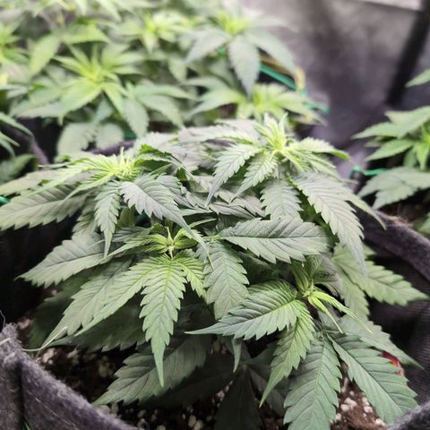 Shogun  #3 growlog timeline photo