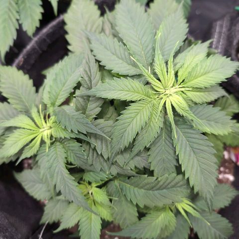 Shogun  #3 growlog timeline photo