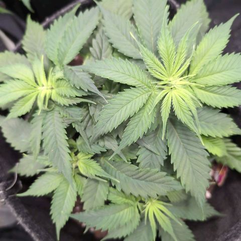Shogun  #3 growlog timeline photo