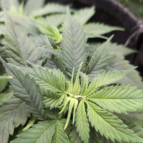 Shogun  #3 growlog timeline photo