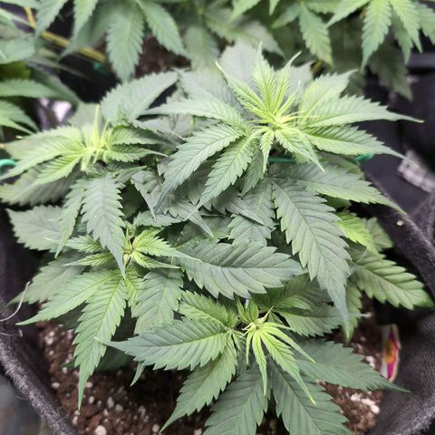 Shogun  #3 growlog timeline photo