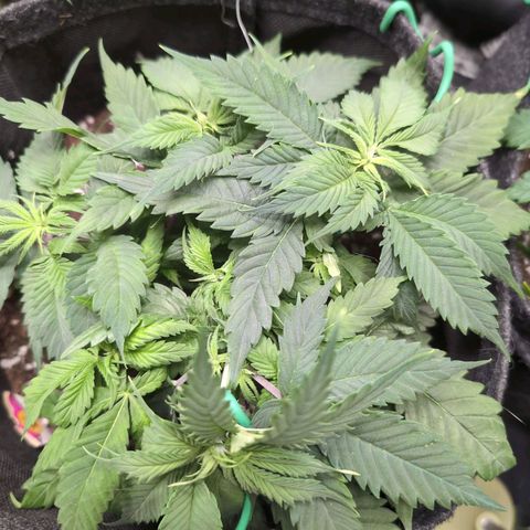Shogun  #3 growlog timeline photo
