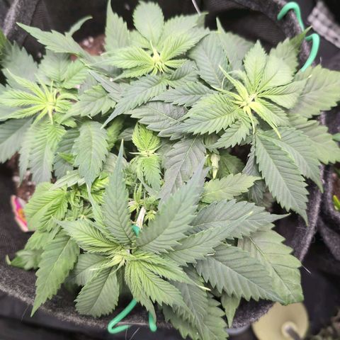 Shogun  #3 growlog timeline photo
